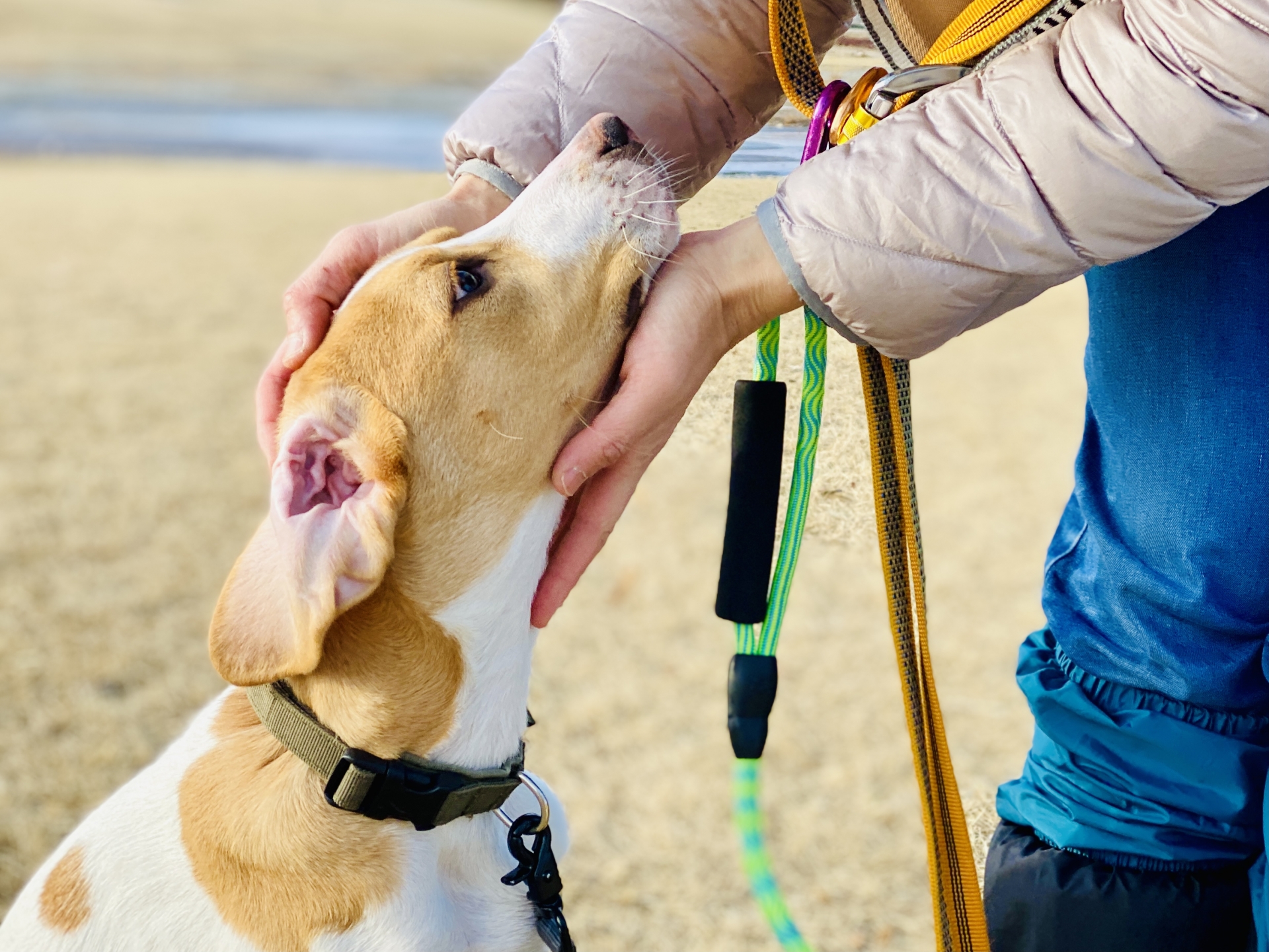写真 01 (犬の幼稚園)